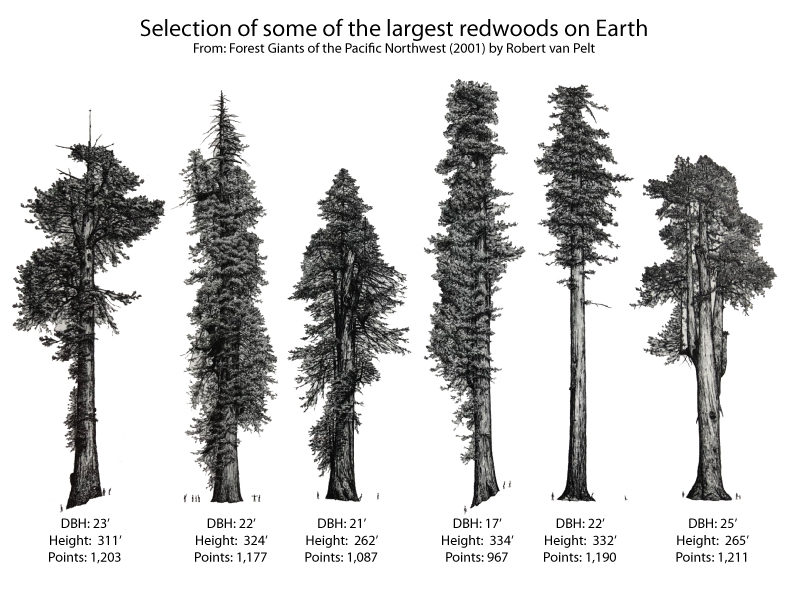 Drawing Of Redwood Tree Free for commercial use no attribution